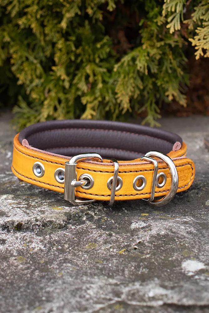 a yellow dog collar with brown padding and brown thread on a rock