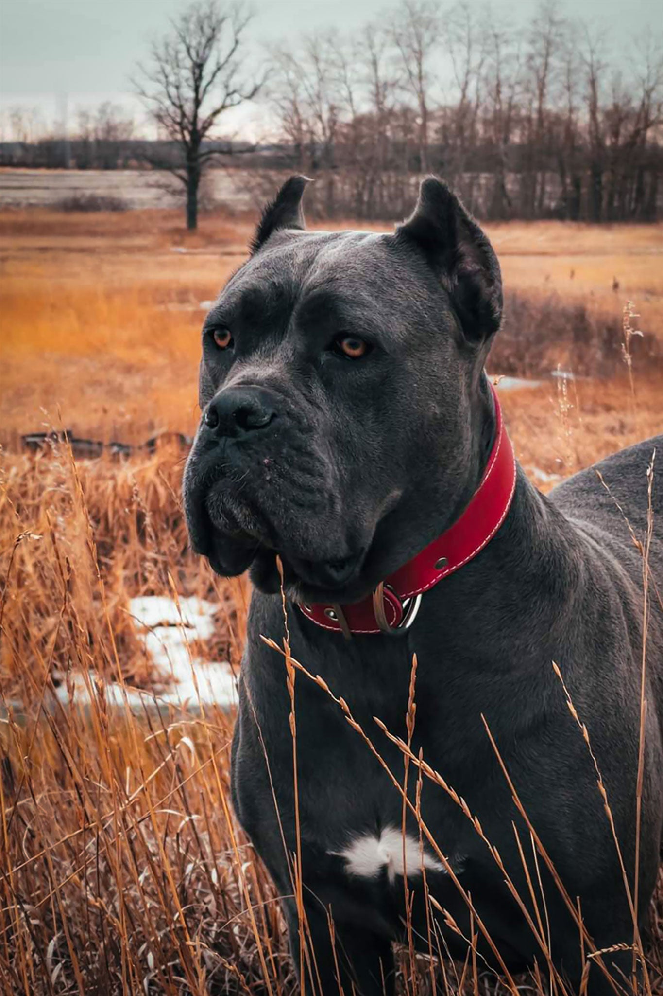 Collars & Leashes
