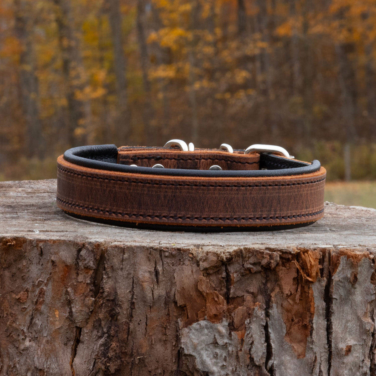 Brown leather dog collar on a wooden stump with a blurred autumn forest background