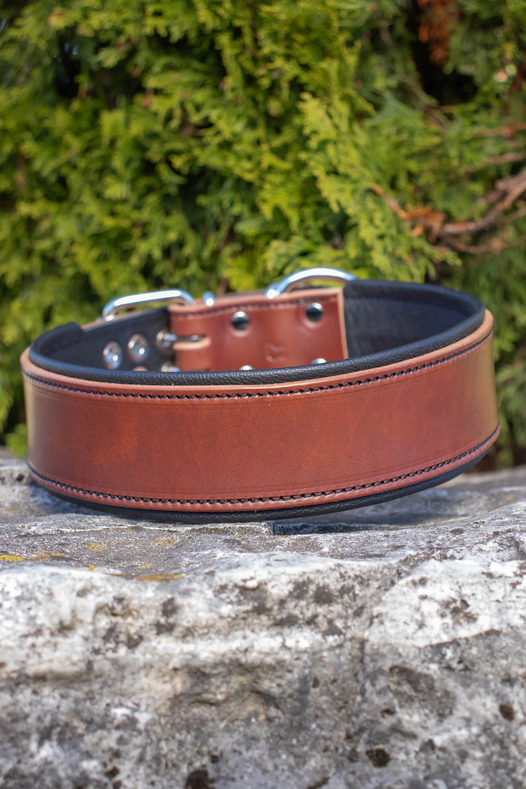 Brown bridle leather dog collar with black padding and black thread on a stone surface with green foliage in the background
